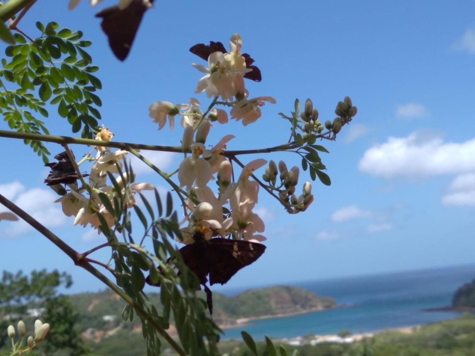 El Jardin Hotel San Juan del Sur Ngoại thất bức ảnh